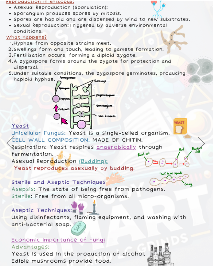 Physical Copy - Leaving Certificate Biology Exam Focused Book